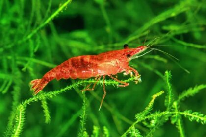 Neocaridina Shrimp Fish in Cycle The Ultimate Guide to a Thriving Tank