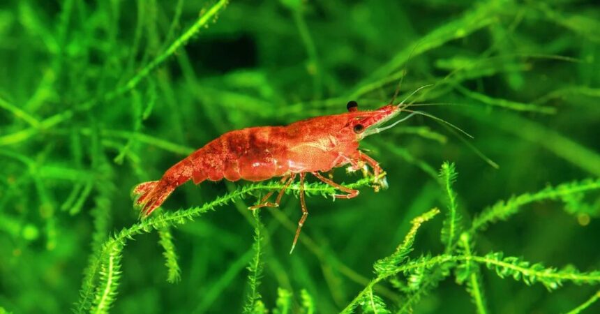 Neocaridina Shrimp Fish in Cycle The Ultimate Guide to a Thriving Tank